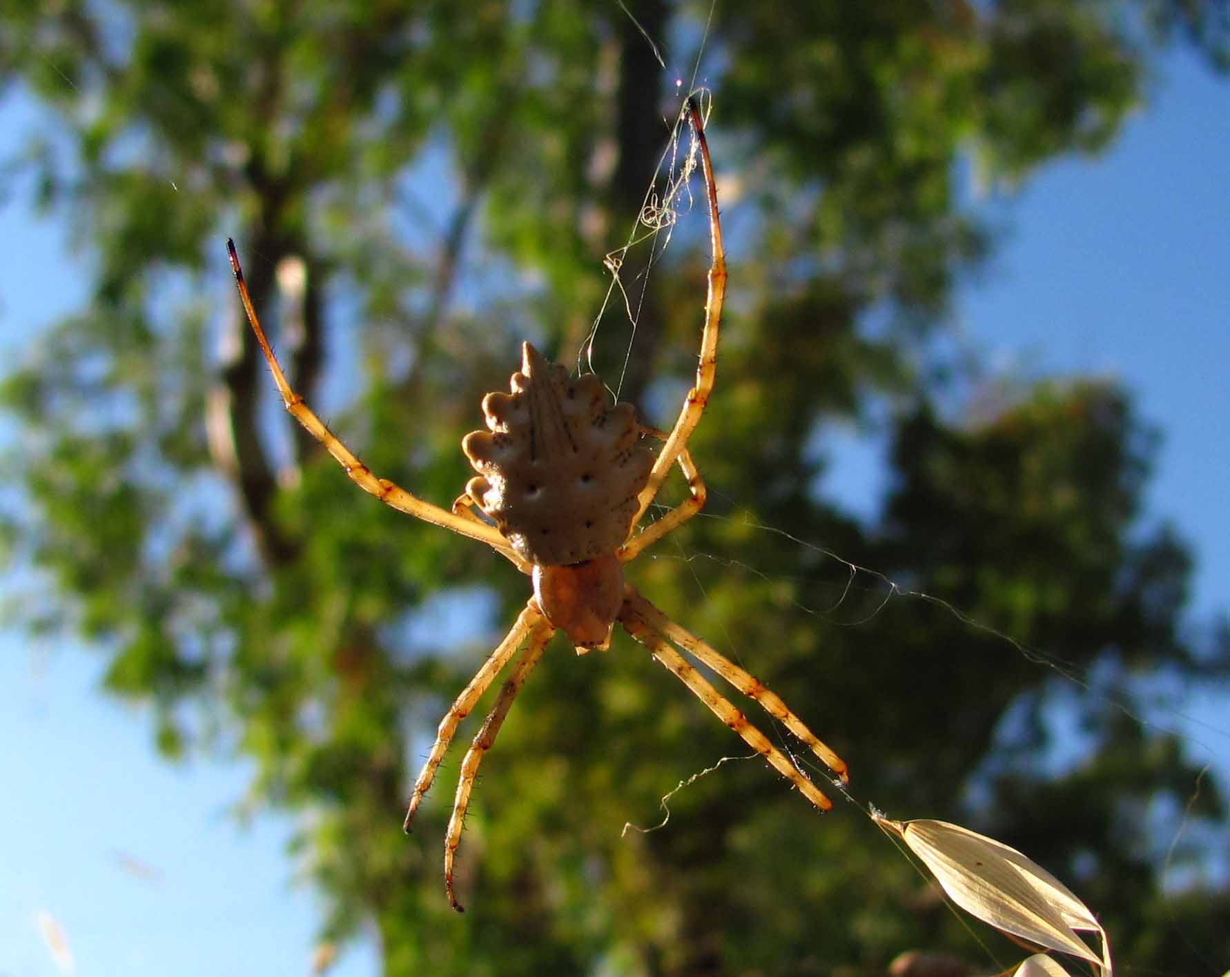 Piccolo gigante siculo (Argiope lobata)